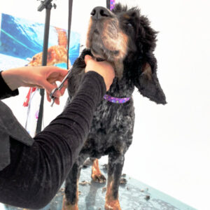 cocker spaniel beim hundecoiffeur auf dem trimmtisch