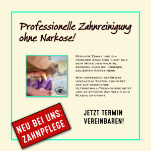 Professionelle zahnpflege für hunde