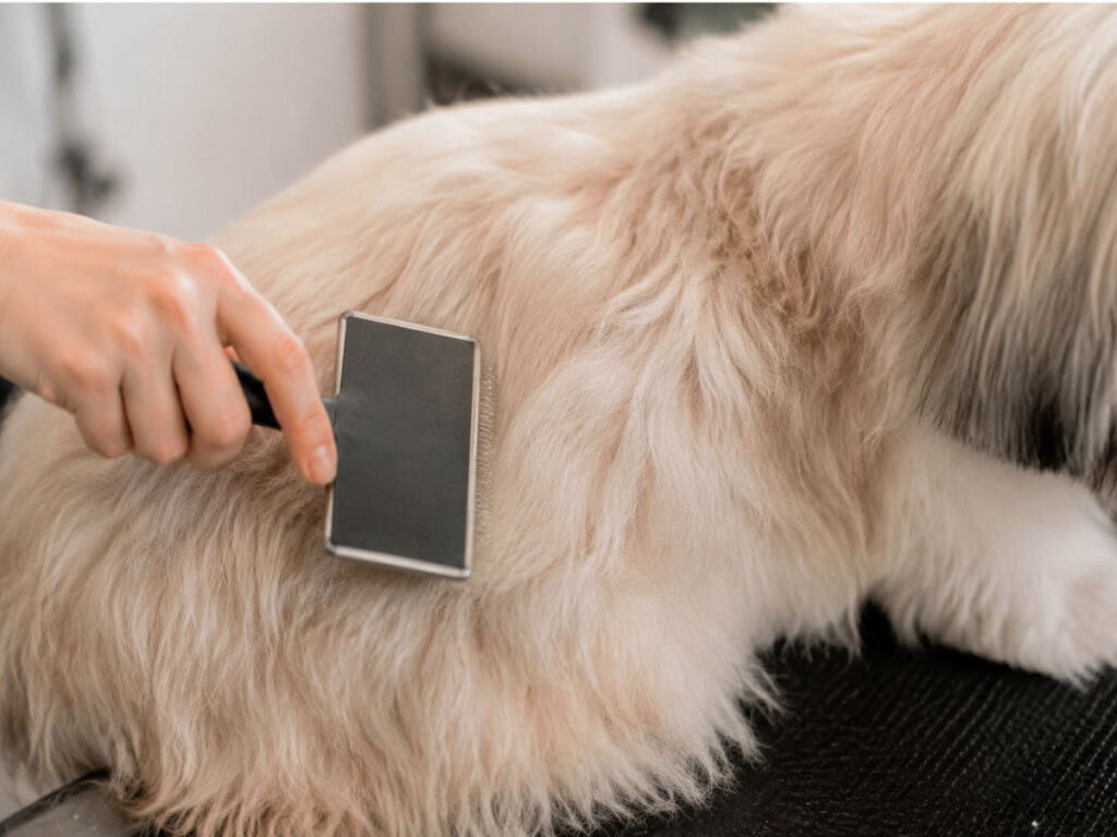 Hund wird gebürstet